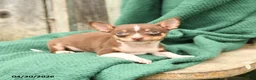 Chihuahua dogs for sale: Pepper - Ad 3