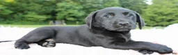Labrador Retriever dogs for sale: Sally - Ad 4