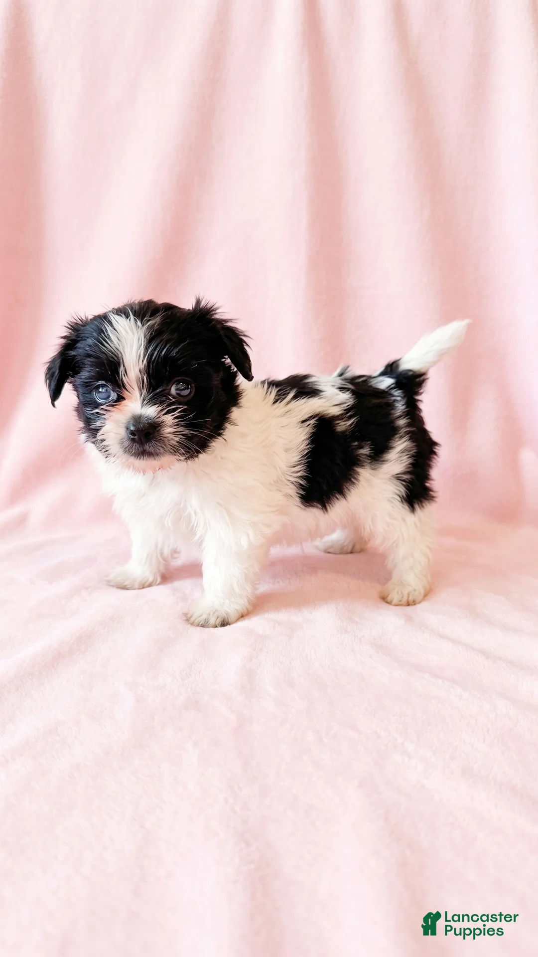 Mixed Breed dogs for sale: Princess - Ad 3