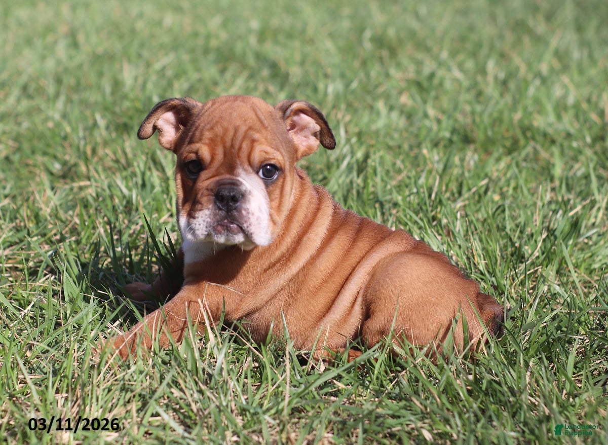 English Bulldog dogs Ruthee - Ad 2