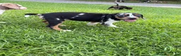 Catahoula Leopard Dog dogs for sale: Blue Girl - Ad 5