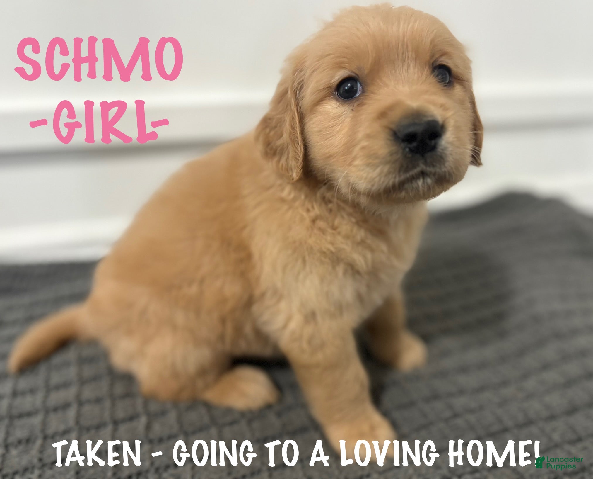 Golden Retriever dogs Golden Retriever - Schmo  - Ad 18