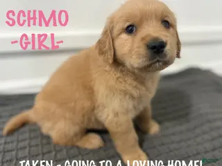 Golden Retriever dogs Golden Retriever - Schmo - Ad 18