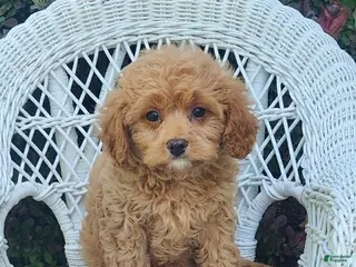 Cavapoo dogs for sale: Karlie - Ad 3