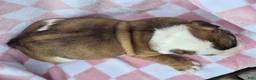 English Bulldog dogs for sale: Mocha - Ad 4