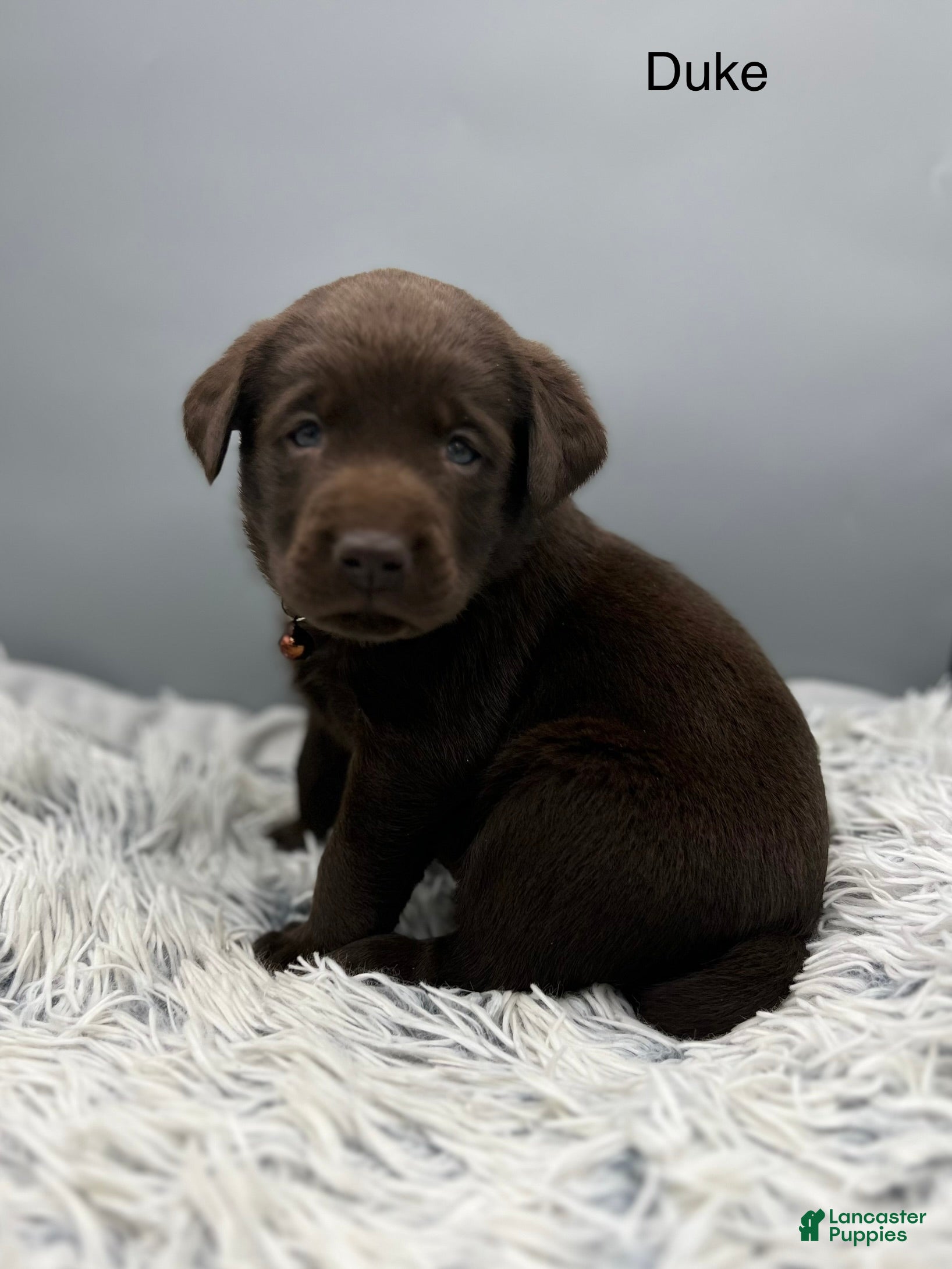 Labrador Retriever dogs Duke Labrador Retriever Puppy  - Ad 2