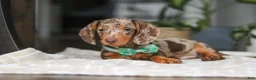 Dachshund dogs for sale: Jackson  - Ad 6