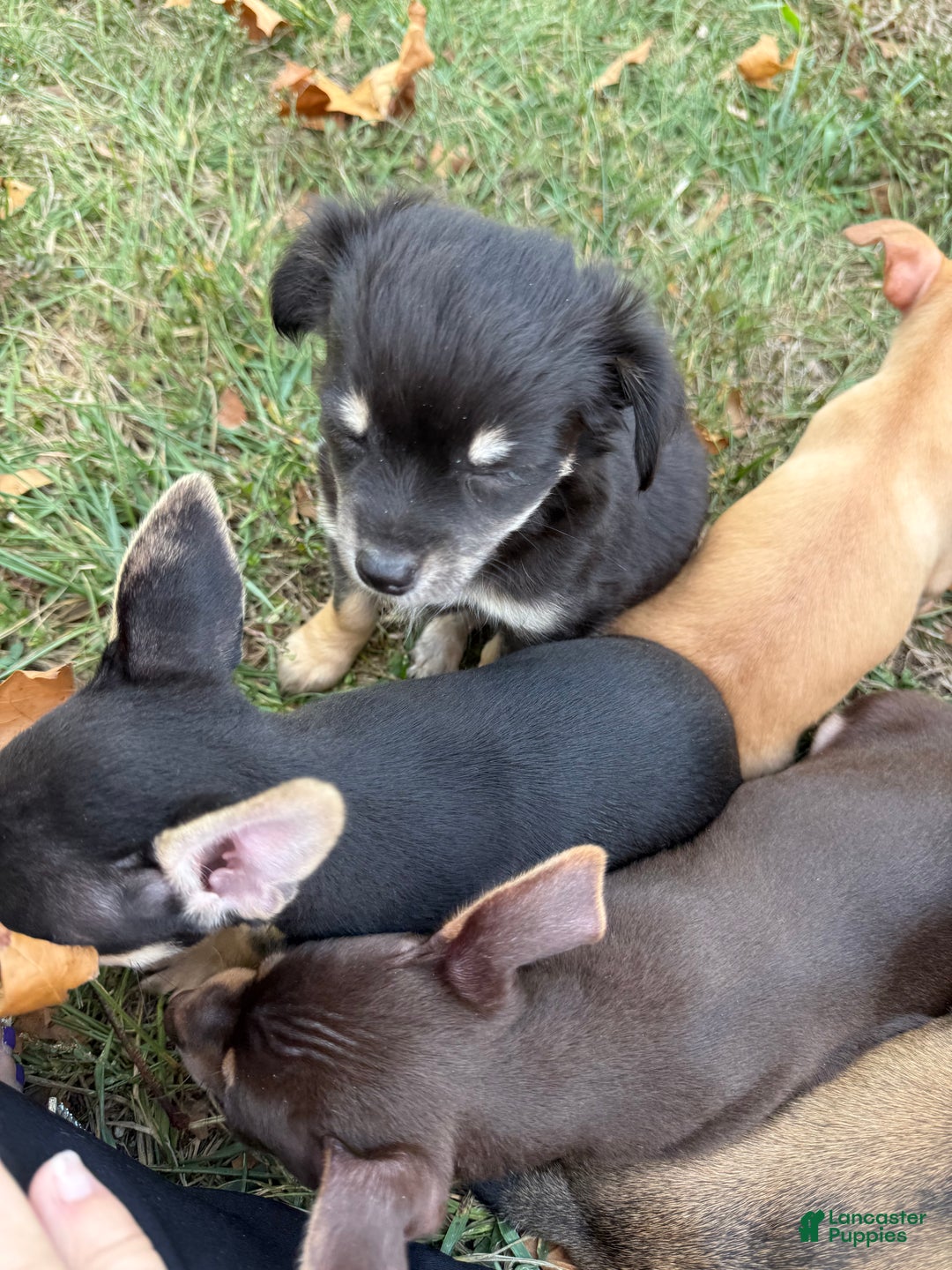 Chihuahua dogs for sale: Little bear - Ad 7