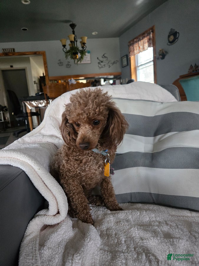 Toy Poodle dogs for sale: Lilac - Ad 1