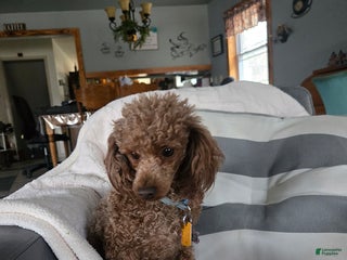 Toy Poodle dogs for sale: Lilac - Ad 1