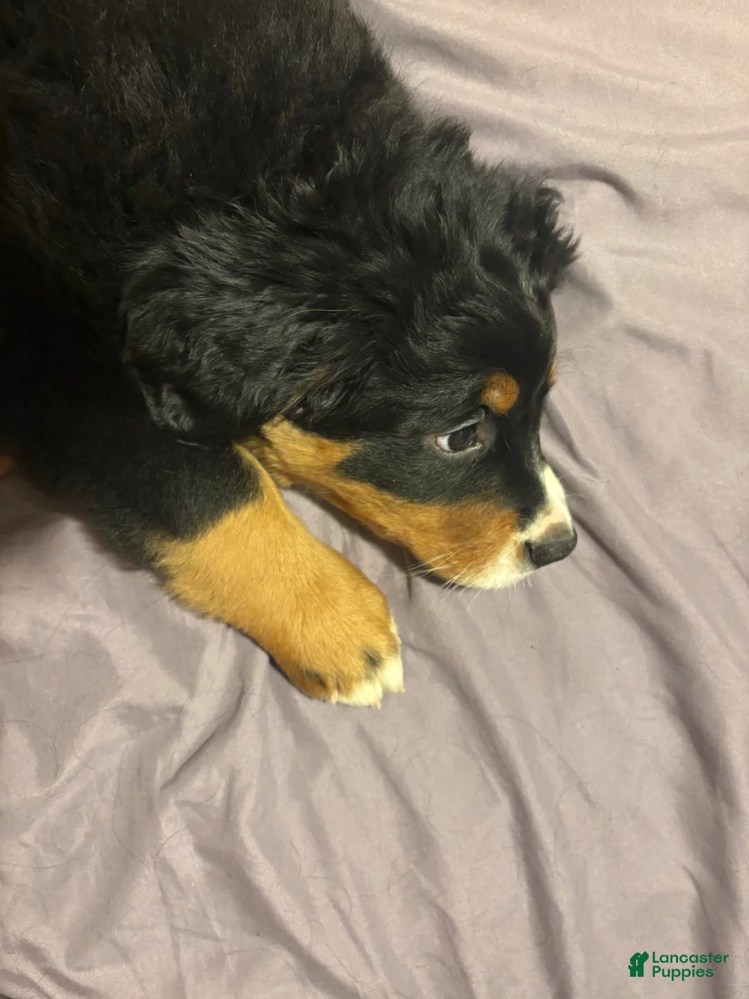 Bernese Mountain Dog dogs for sale: Bernese Mountain Dog Puppy 2 - Ad 8