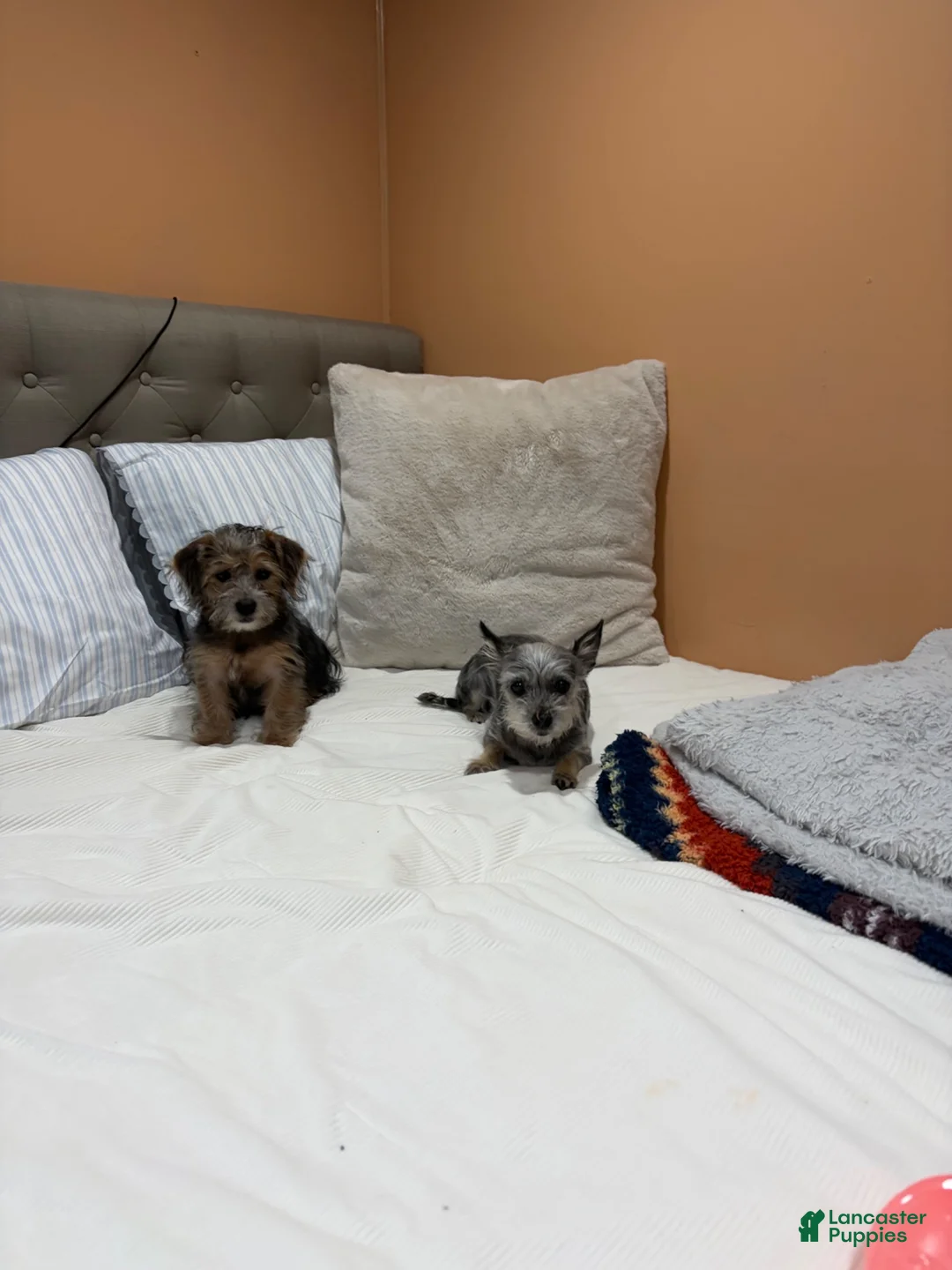 Yorkiepoo dogs for sale: Yorkiepoo 1 - Ad 2
