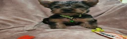 Yorkshire Terrier dogs for sale: AKC Blaze - Ad 1