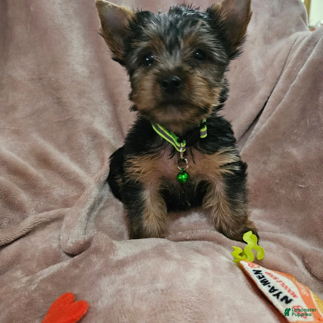 Yorkshire Terrier dogs for sale: AKC Blaze - Ad 1