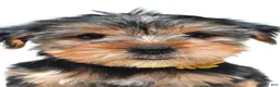 Yorkshire Terrier dogs for sale: Beverly - Ad 1