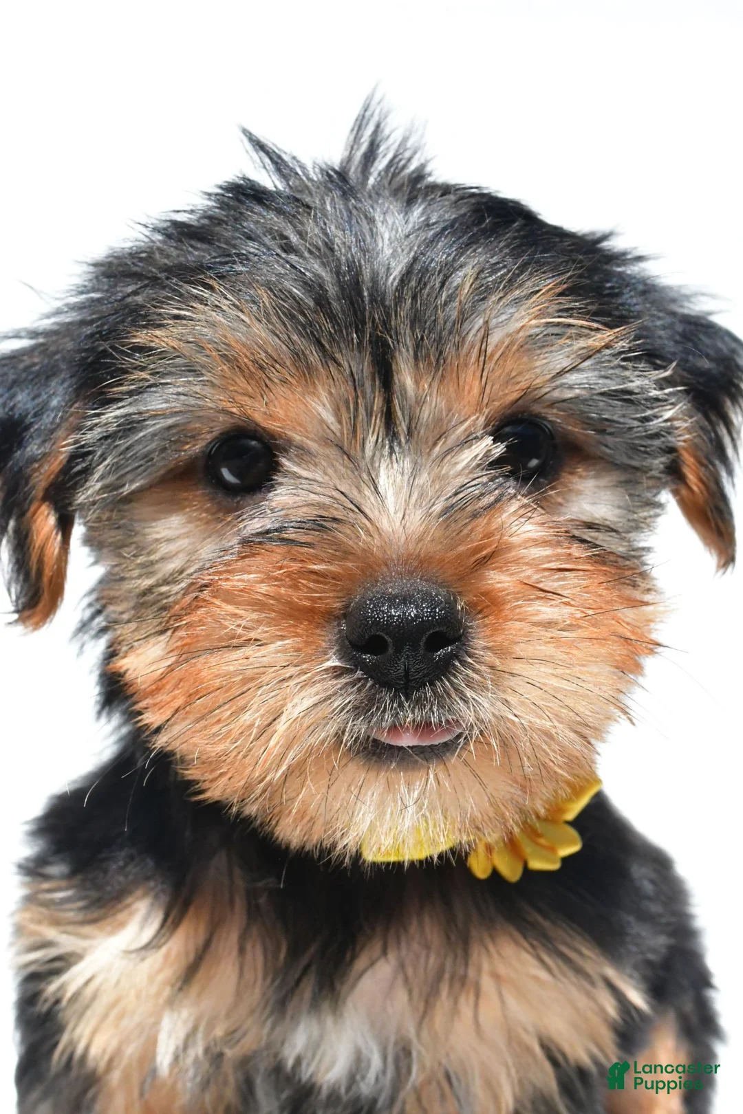 Yorkshire Terrier dogs for sale: Beverly - Ad 1