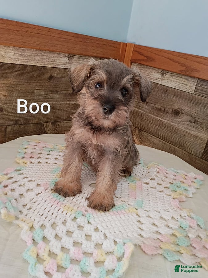 Miniature Schnauzer dogs Boo - Ad 2