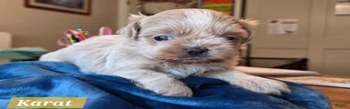 Shih Tzu Puppy 3