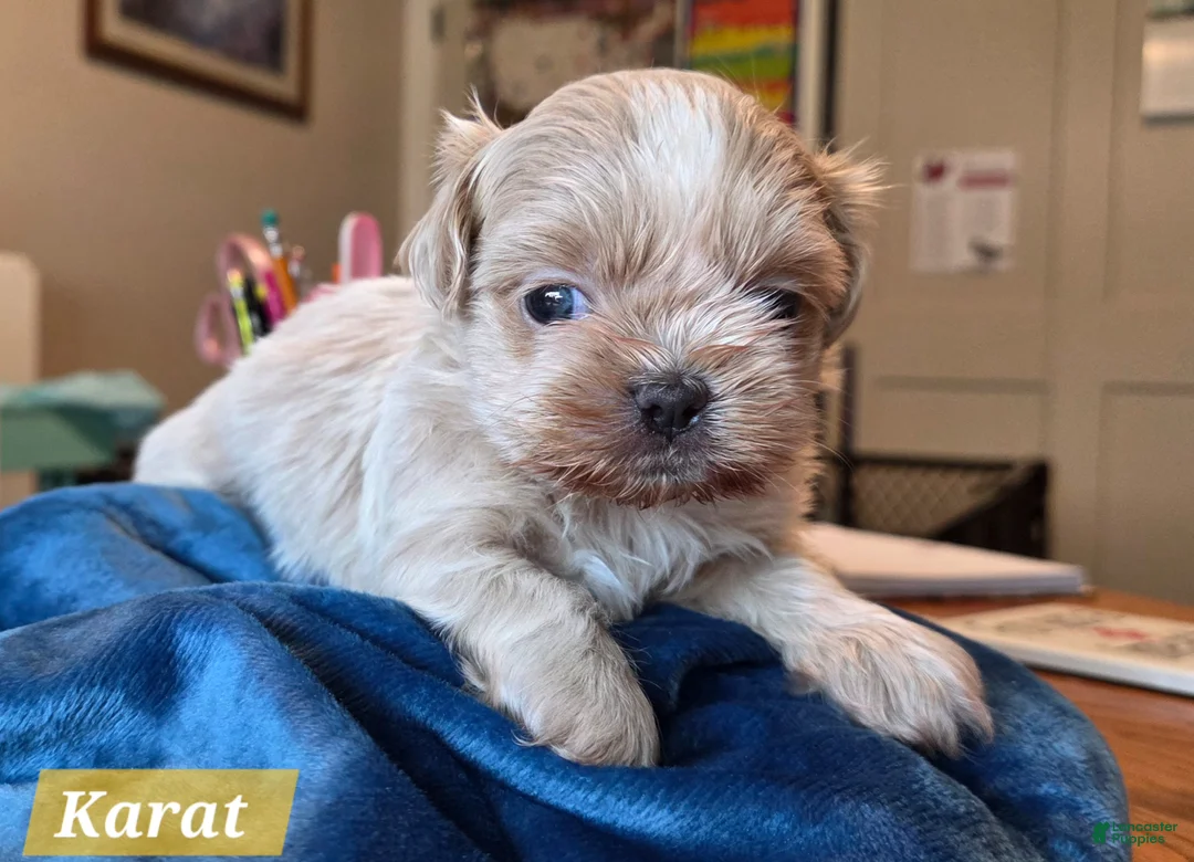 Shih Tzu dogs for sale: Shih Tzu Puppy 3 - Ad 1