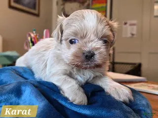 Shih Tzu dogs Shih Tzu Puppy 3 - Ad 1