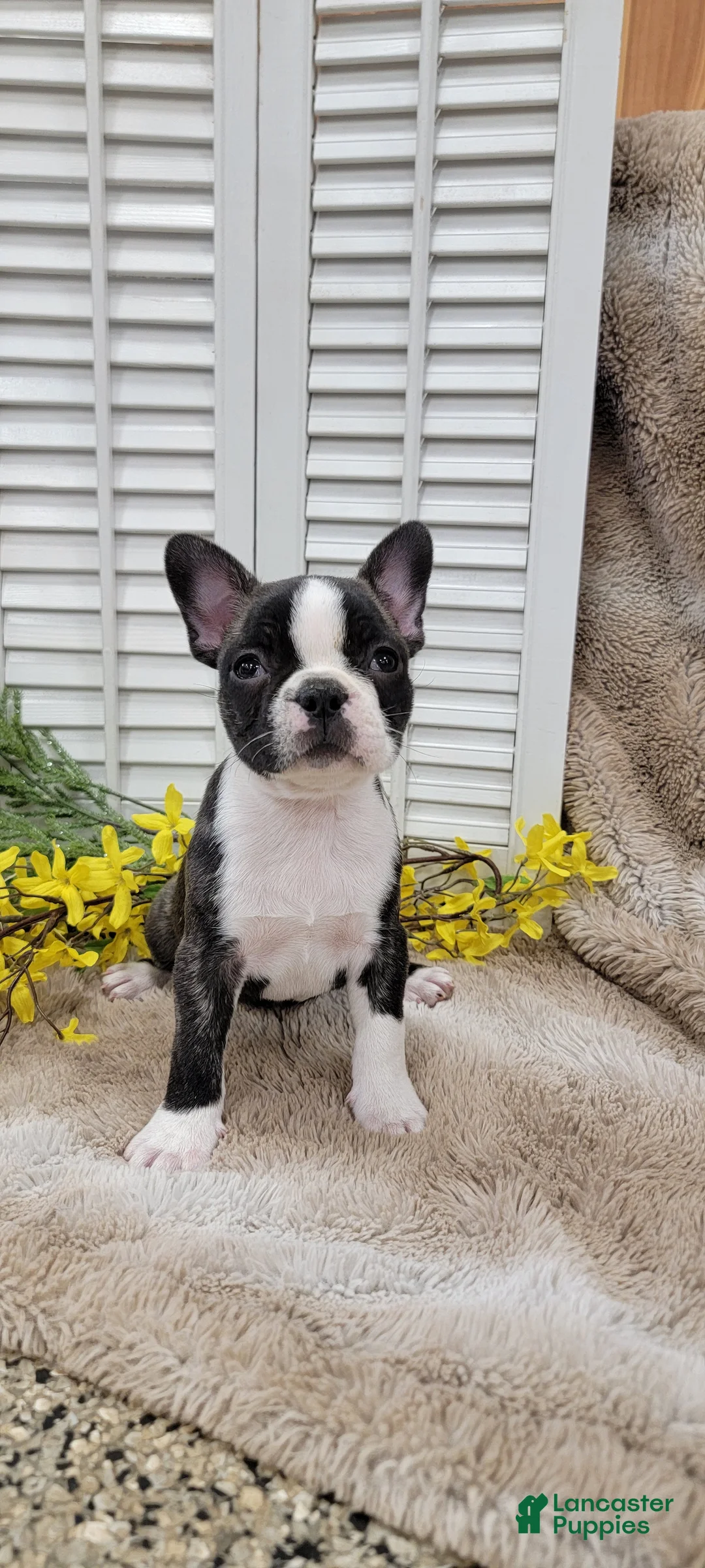 Frenchton dogs for sale: Emmy - Ad 2