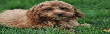 Sawyer