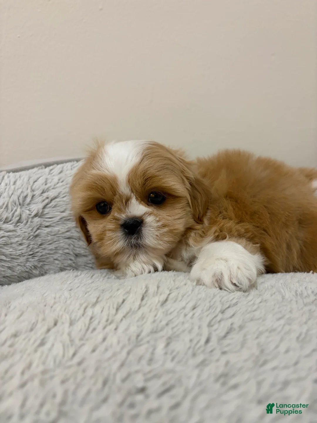 Shih Tzu dogs for sale: Mia - Ad 2