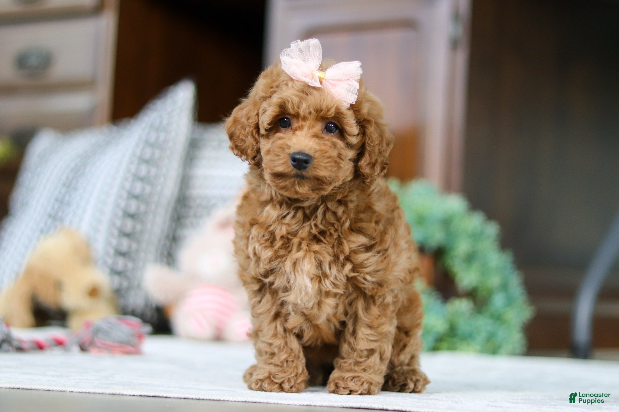Miniature Poodle dogs Linda - Ad 2