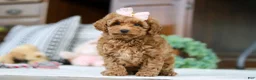Miniature Poodle dogs for sale: Linda - Ad 2