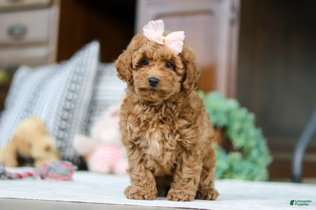 Miniature Poodle dogs for sale: Linda - Ad 2