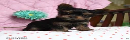 Yorkshire Terrier dogs for sale: Nutmeg - Ad 4