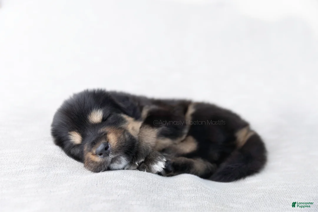 Tibetan Mastiff dogs for sale: Tibetan Mastiff Puppy | Yellow Girl - Ad 13