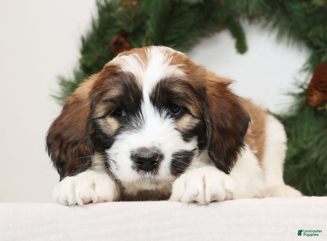 Saint Berdoodles dogs for sale: Cookie - Ad 4