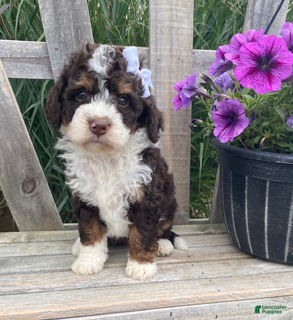 Mini Bernedoodle dogs Kora - Ad 2