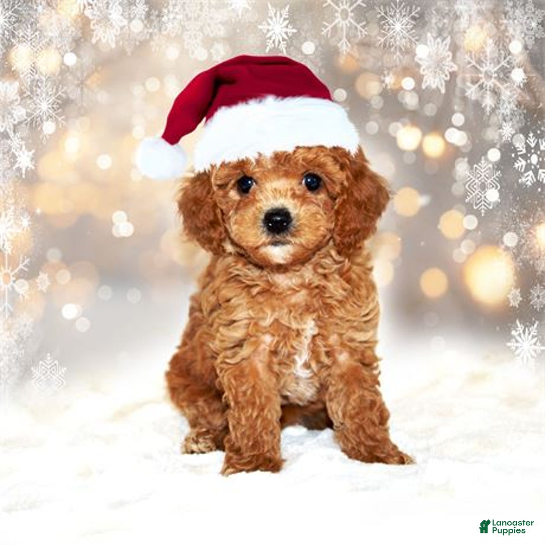 Bichpoo dogs for sale: Bichpoo Puppy 1 - Ad 2