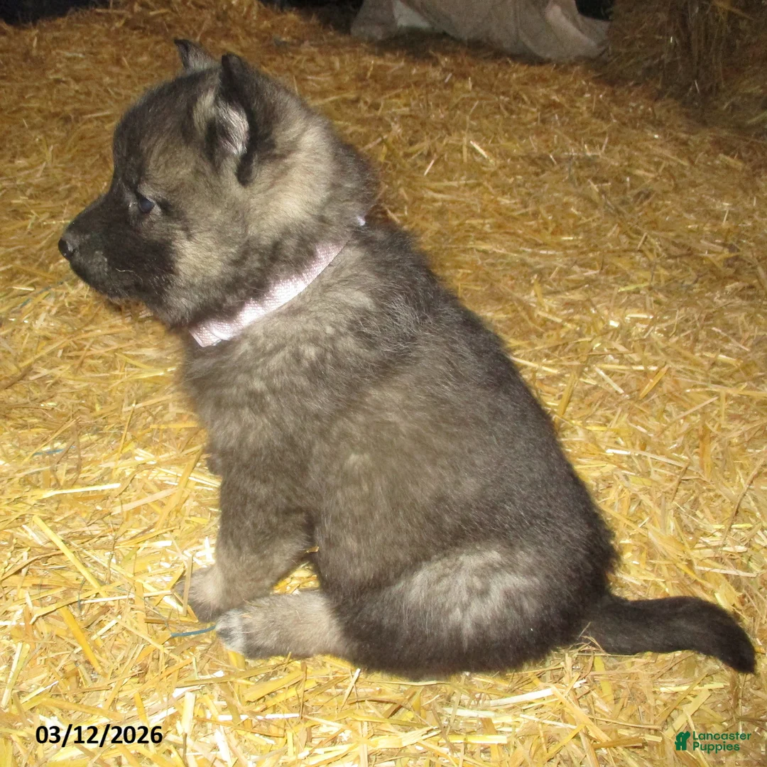 Norwegian Elkhound dogs for sale: Frankie - Ad 2