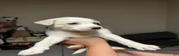 Mixed Breed dogs for sale: Mixed Breed 1 - Ad 6