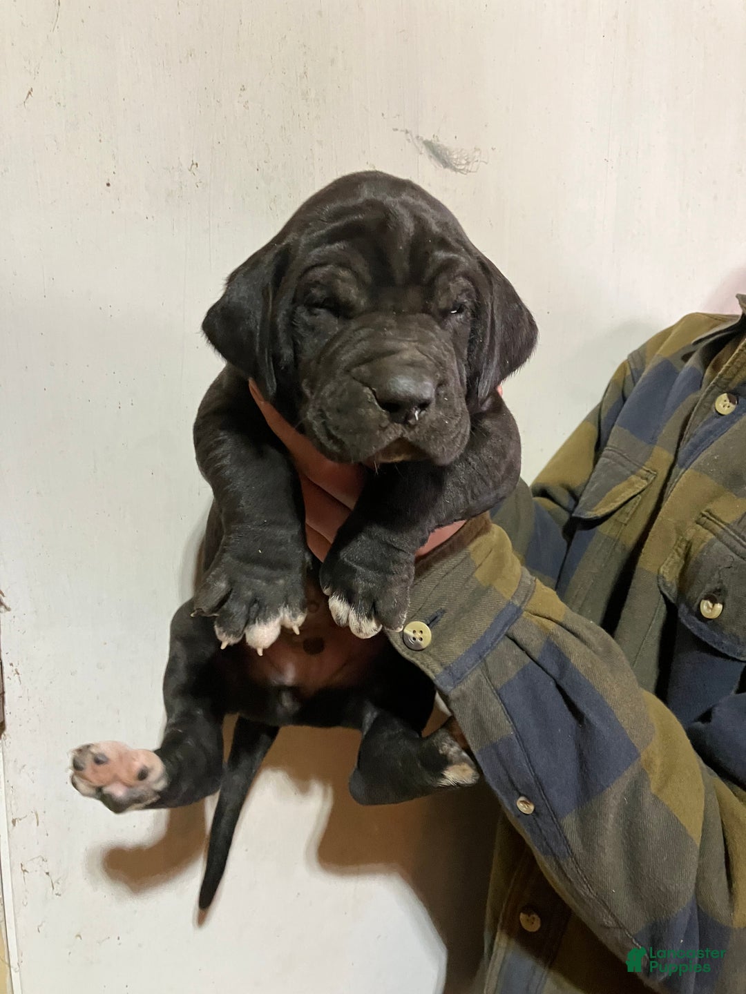 Great Dane dogs for sale: Midnight - Ad 1