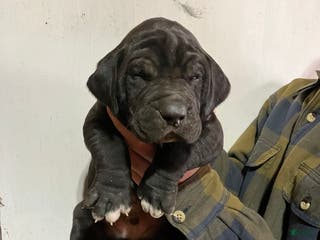 Great Dane dogs Midnight - Ad 13