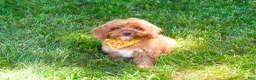 Cavapoo dogs for sale: Valentino  - Ad 2