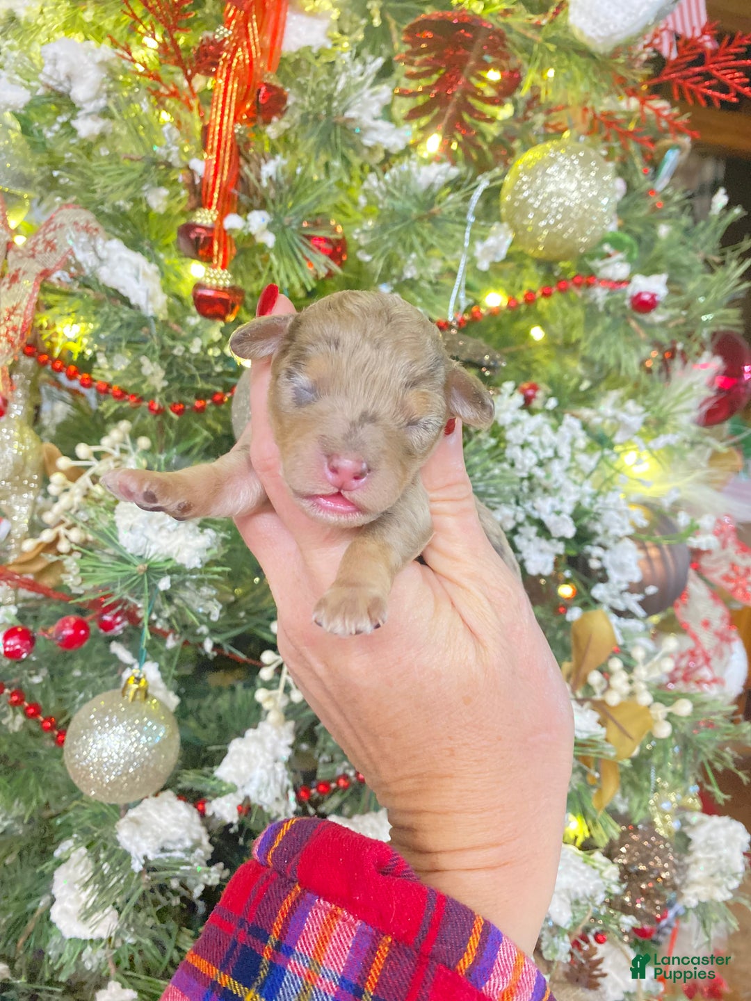 Cockapoo dogs for sale: Cockapoo Puppy 8 - Ad 1