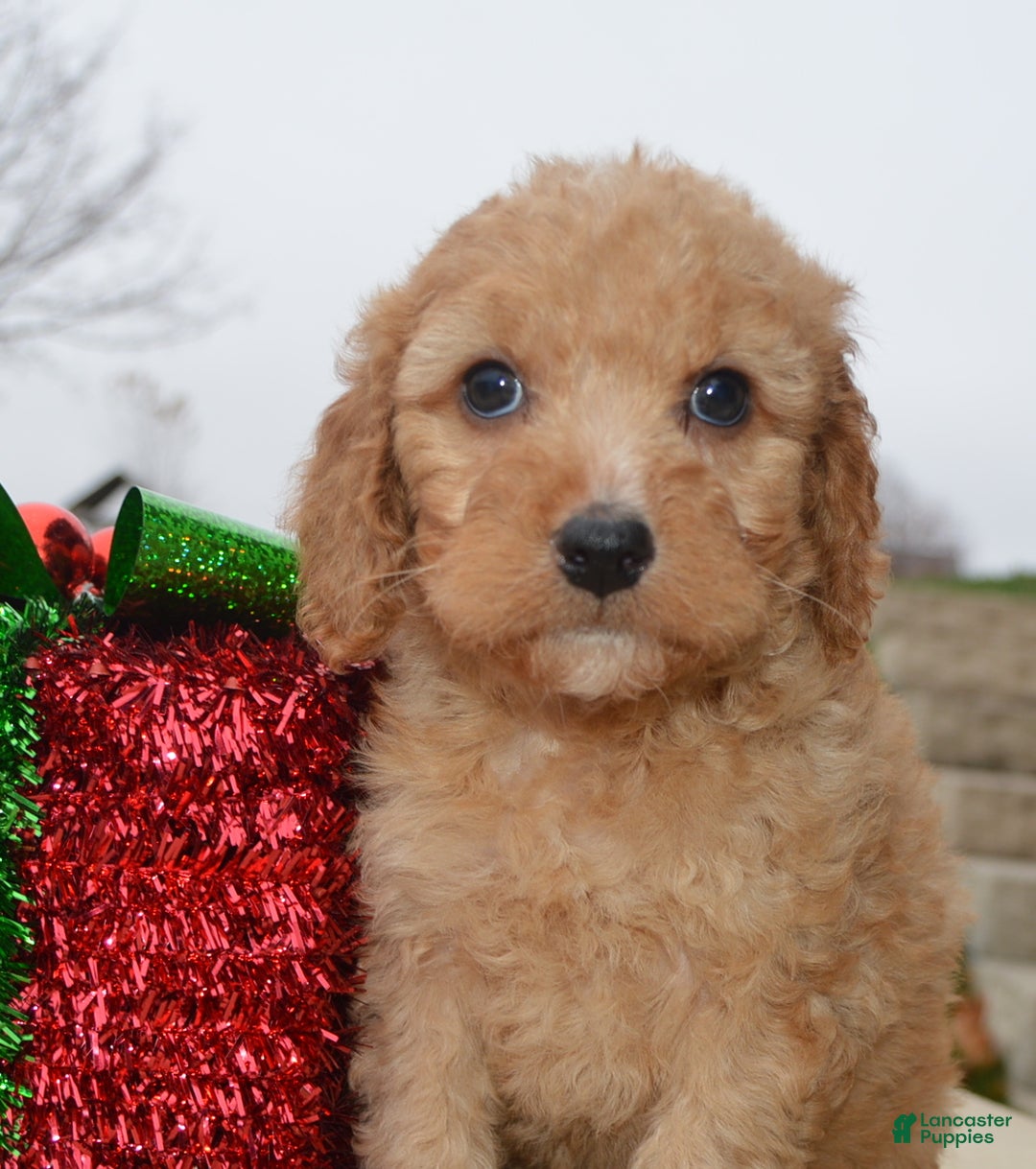 Irish Doodle dogs for sale: Mini Izzy - Ad 13