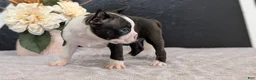 Boston Terrier dogs for sale: Mya - Ad 3