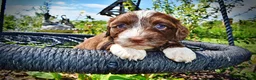 Havapoo dogs for sale: Tootsie - Ad 3
