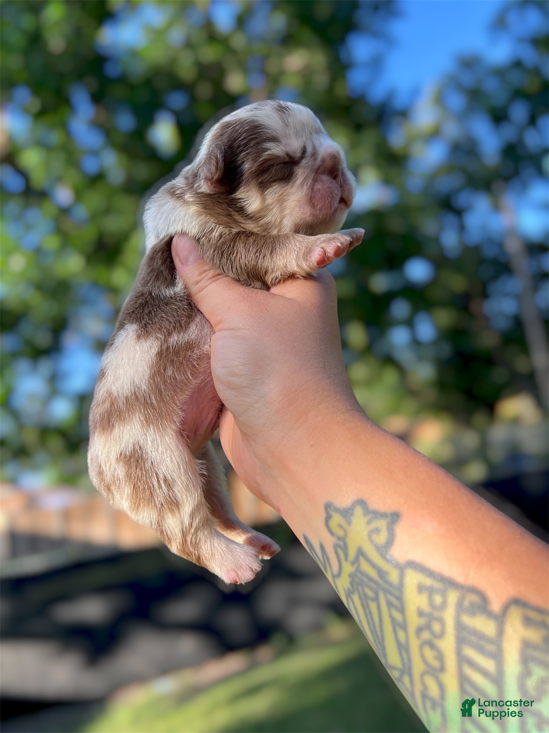 French Bulldog dogs Snorlax - Ad 1