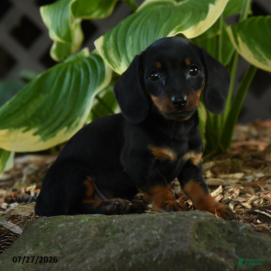 Miniature Dachshund dogs Daisy - Ad 1