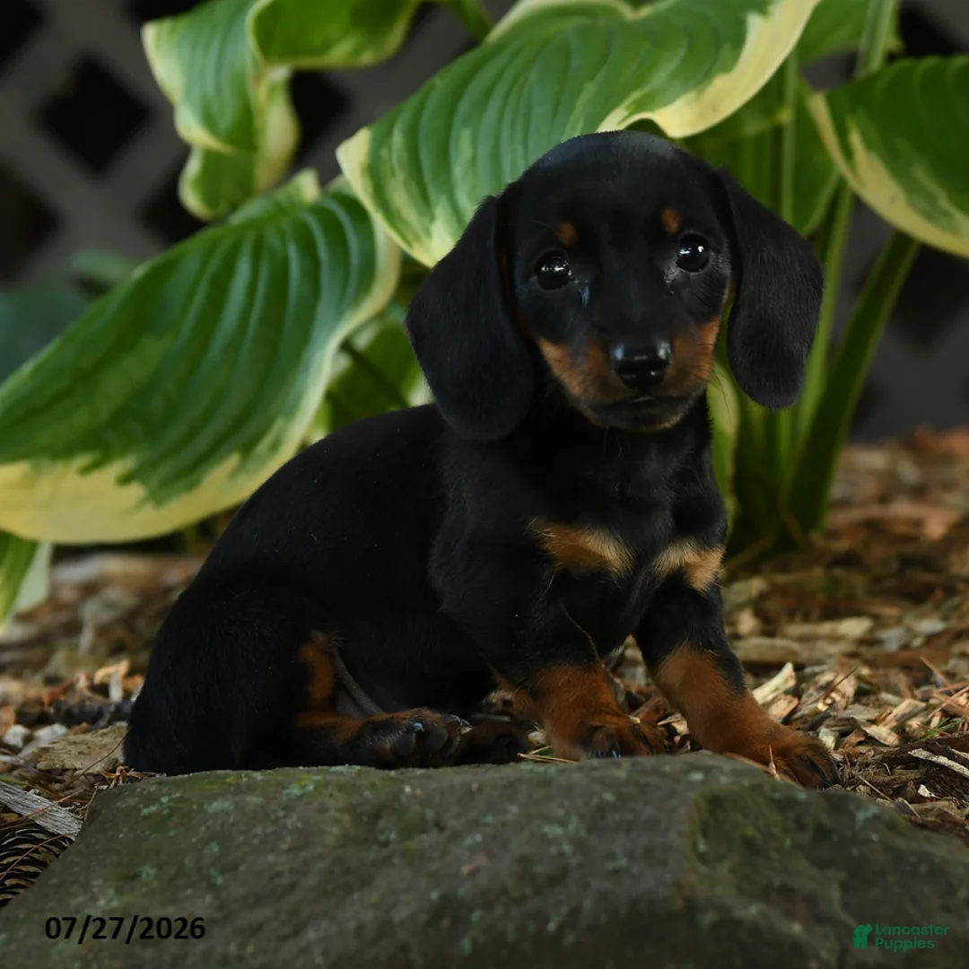 Miniature Dachshund dogs for sale: Daisy - Ad 1