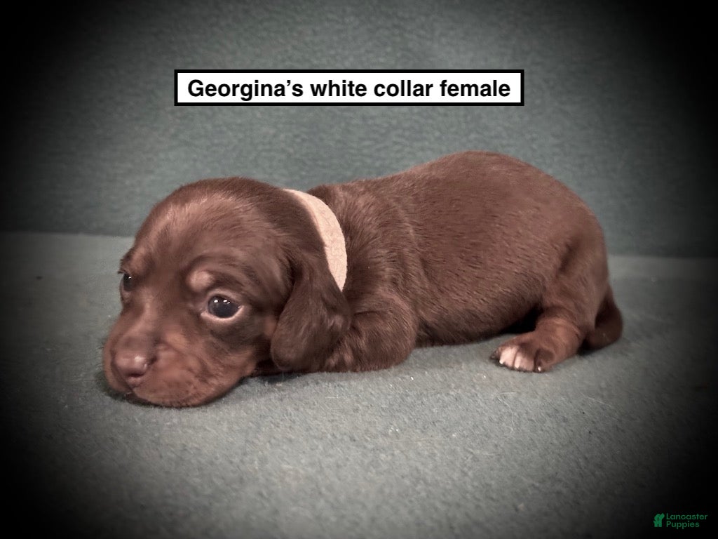 Dachshund dogs AKC Georgina's White Collar Female - Ad 12