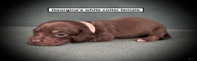 AKC Georgina's White Collar Female
