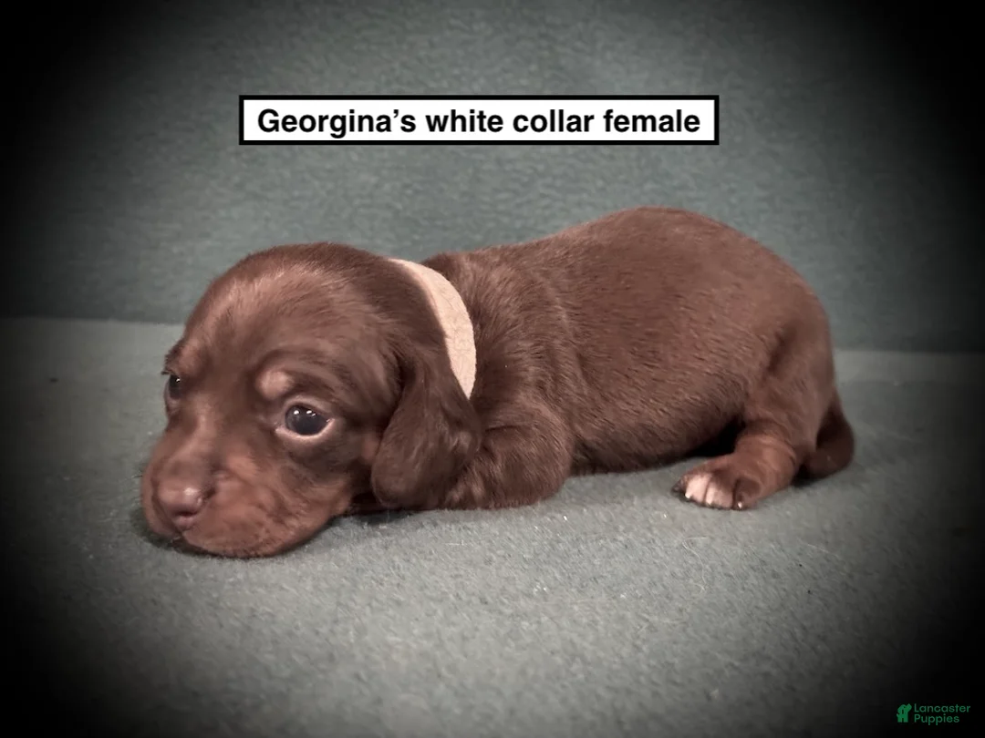 Dachshund dogs for sale: AKC Georgina's White Collar Female - Ad 1